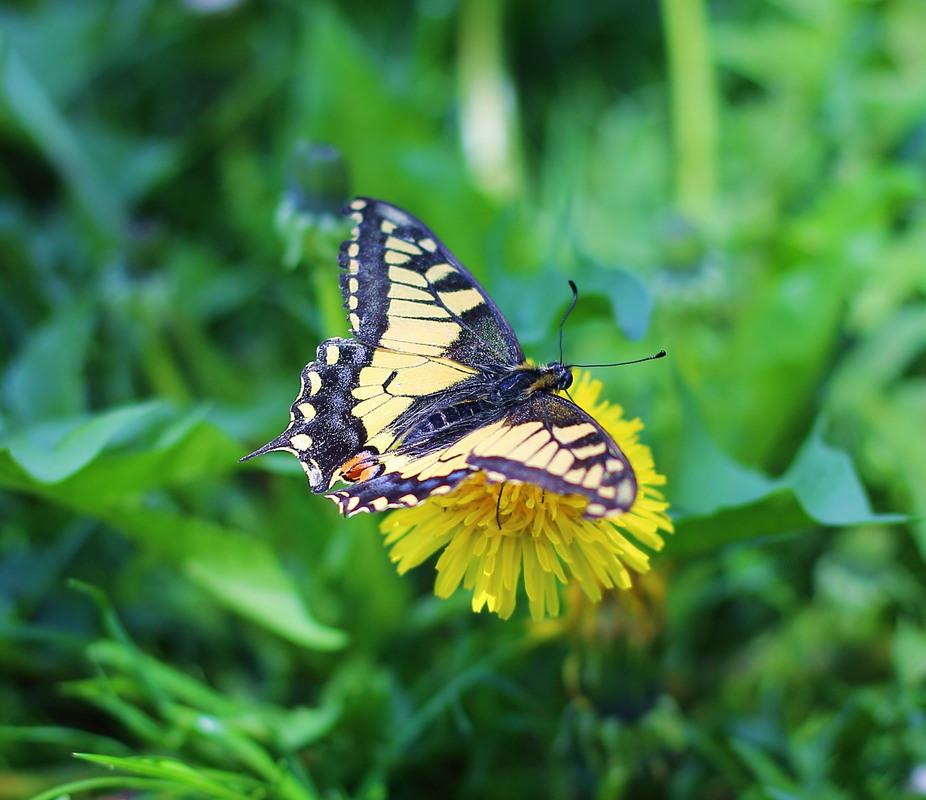 Фотографія Papilio machaon, Махаон / Егор Степанович / photographers.ua
