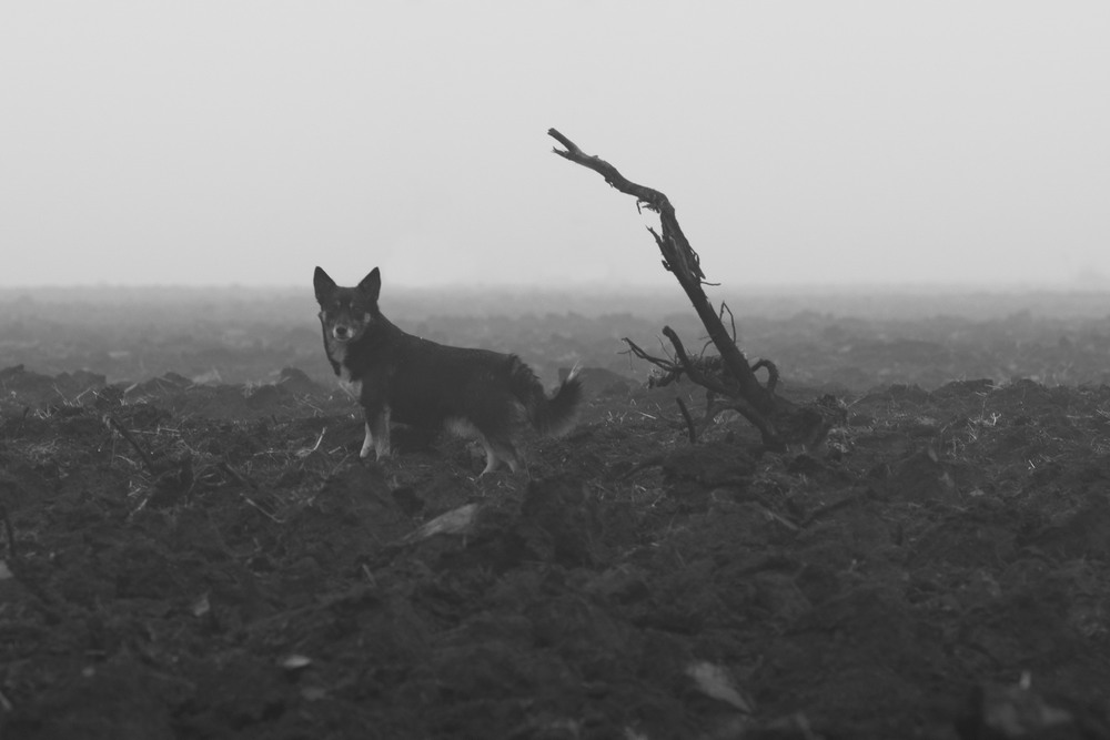 Фотографія Однажды в тумане... / Егор Степанович / photographers.ua
