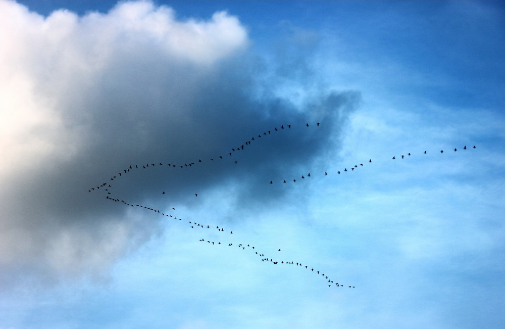 Фотографія Сумно , птахи відлітають.. / Егор Степанович / photographers.ua