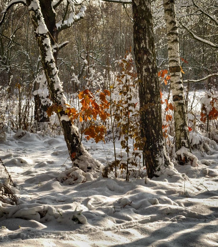 Фотографія первый снег / Юрий Иванов / photographers.ua