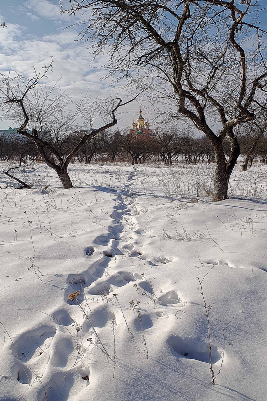Фотографія следы на снегу / Юрий Иванов / photographers.ua
