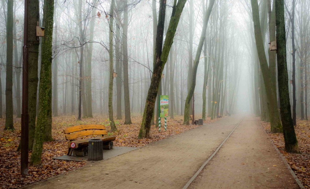 Фотографія туман в осеннем парке / Юрий Иванов / photographers.ua