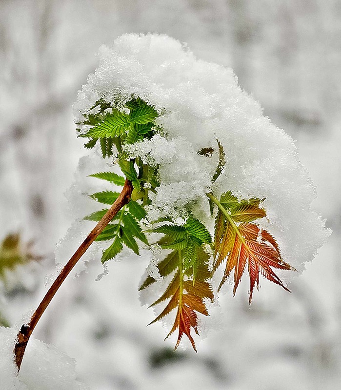 Фотографія снежные листья / Юрий Иванов / photographers.ua