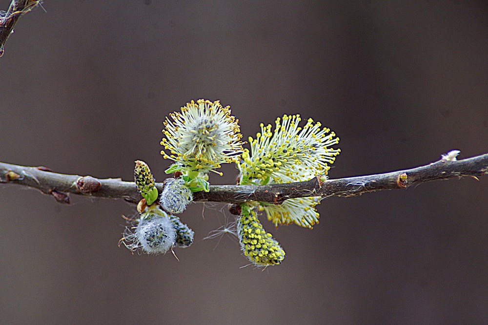 Фотографія цветы весны / Юрий Иванов / photographers.ua