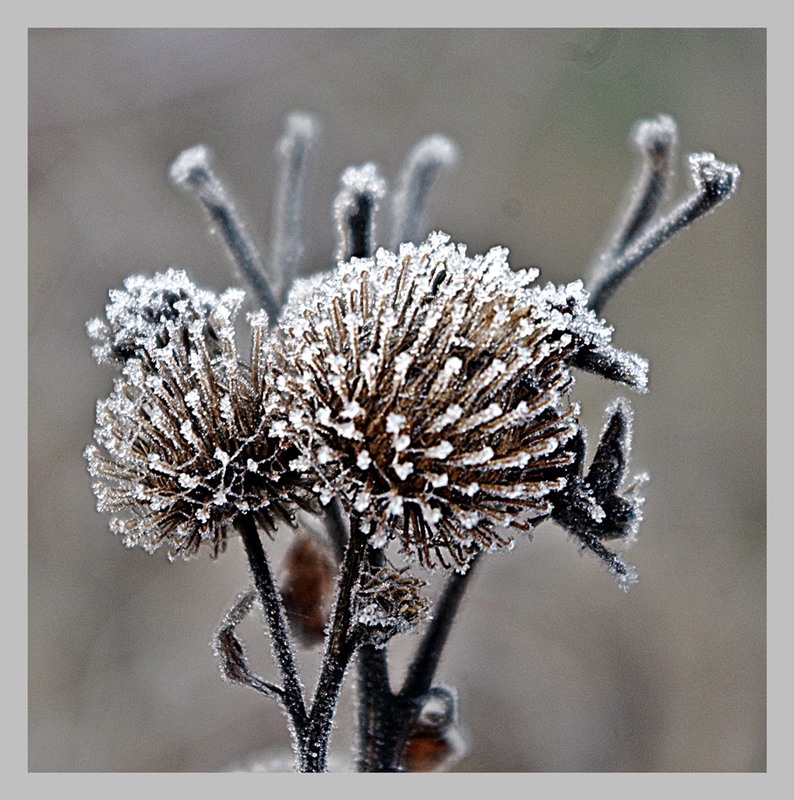 Фотографія цветы зимы / Юрий Иванов / photographers.ua