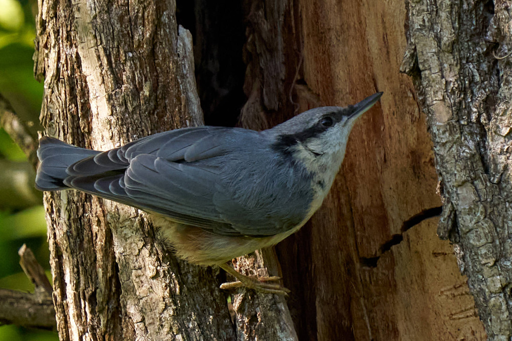 Фотографія Повзик / Михайло Морокін / photographers.ua