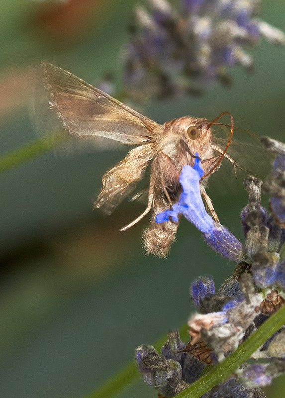 Фотографія Да как летела через гребéльку, Ухватила воды капéльку. / Михайло Морокін / photographers.ua