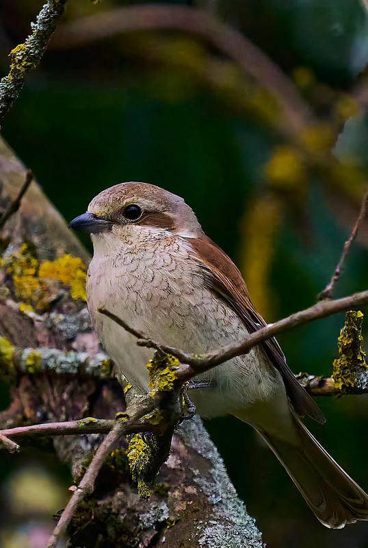 Фотографія Сорокопуд / Михайло Морокін / photographers.ua