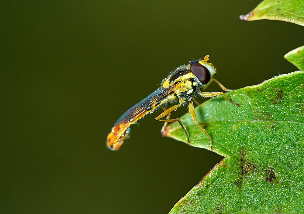 Фотографія Макро / Михайло Морокін / photographers.ua