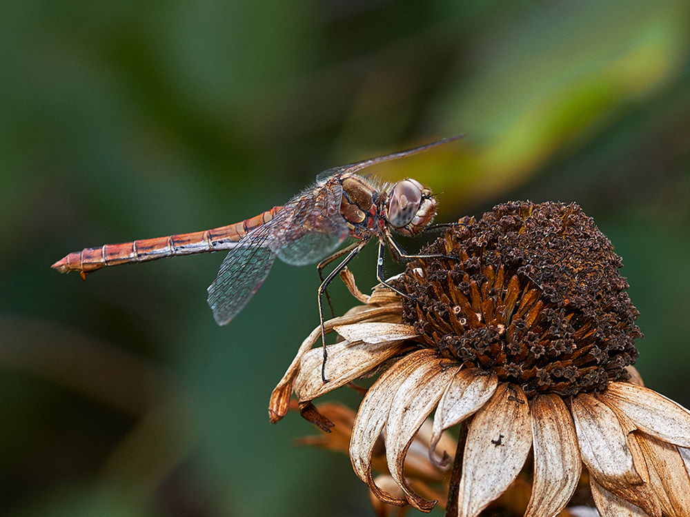Фотографія Лето красное пропела... / Михайло Морокін / photographers.ua