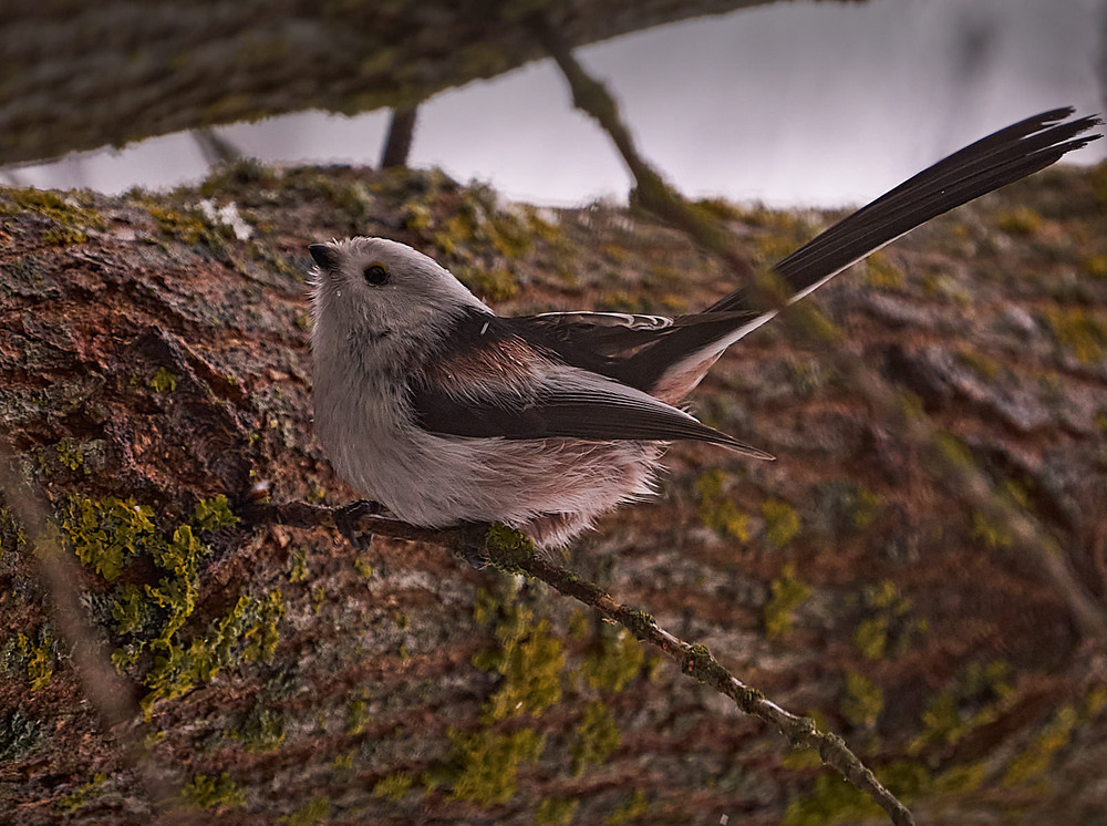 Фотографія Синиця довгохвоста / Михайло Морокін / photographers.ua