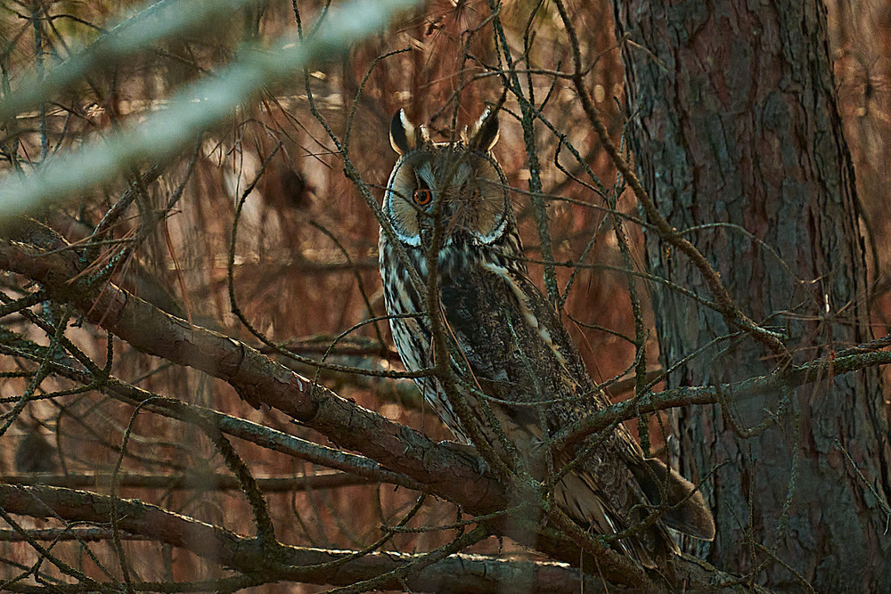 Фотографія Я тебе бачу / Михайло Морокін / photographers.ua