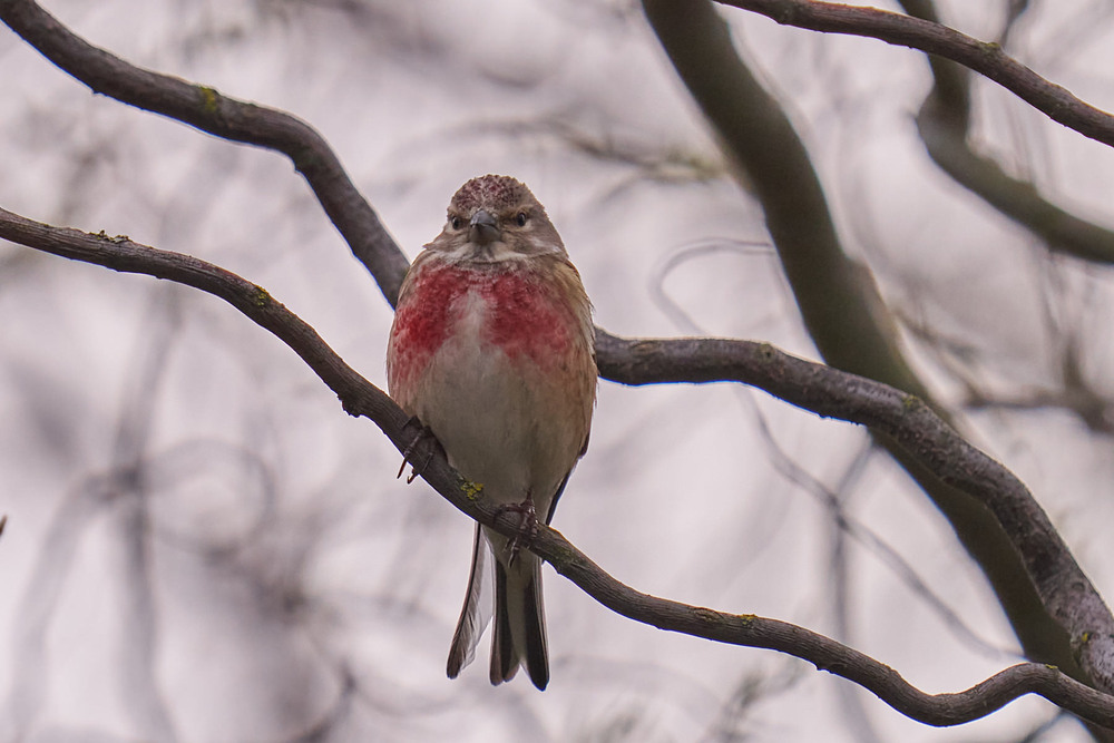 Фотографія Чечітка или хто живе в моєму саду? / Михайло Морокін / photographers.ua