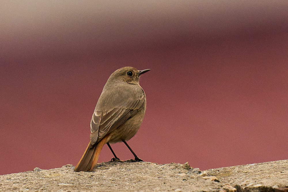 Фотографія Горихвістка / Михайло Морокін / photographers.ua