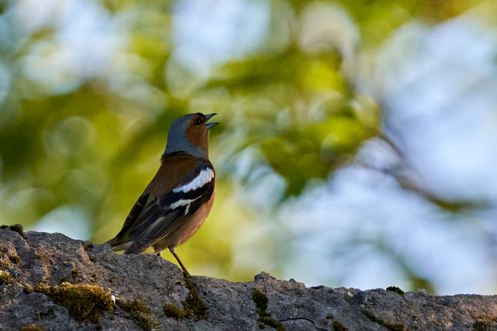 Фотографія Вечірня пісня / Михайло Морокін / photographers.ua