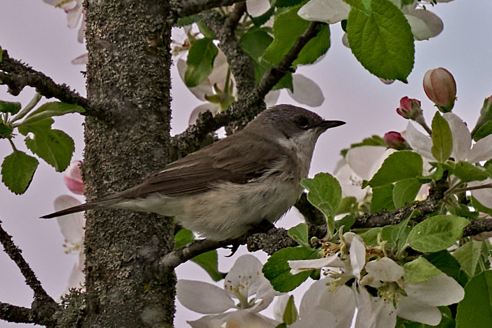 Фотографія Цвітуть яблуні / Михайло Морокін / photographers.ua