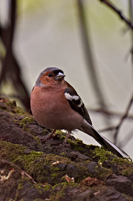 Фотографія Зяблик / Михайло Морокін / photographers.ua