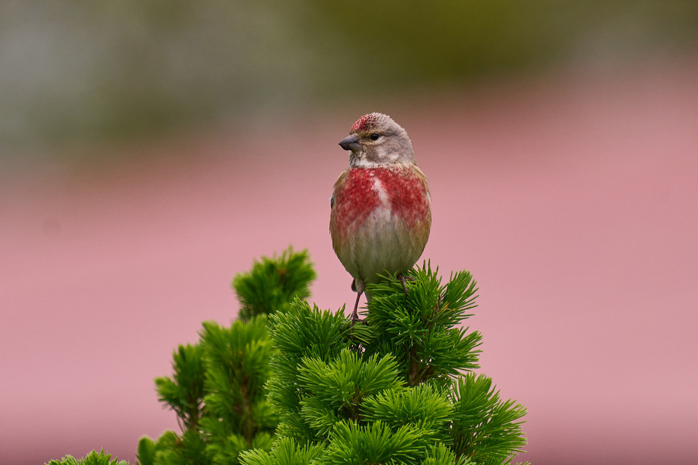 Фотографія Весільне вбрання / Михайло Морокін / photographers.ua