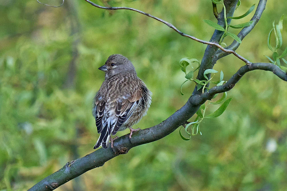 Фотографія Коноплянка / Михайло Морокін / photographers.ua