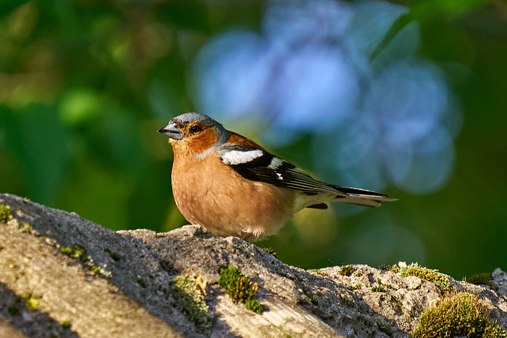 Фотографія Зяблик / Михайло Морокін / photographers.ua