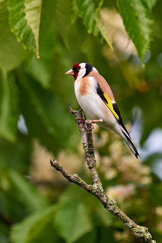 Фотографія Щеглик / Михайло Морокін / photographers.ua