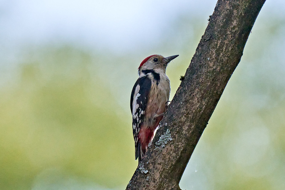 Фотографія Животные / Михайло Морокін / photographers.ua