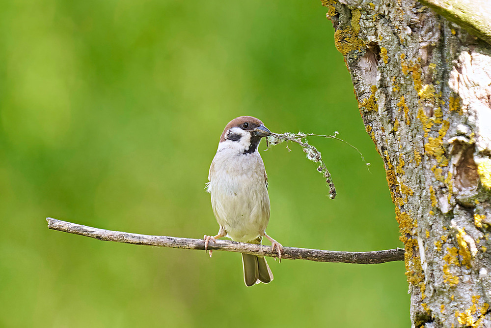 Фотографія Ліричний настрій / Михайло Морокін / photographers.ua