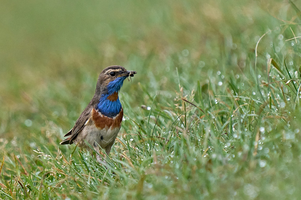 Фотографія Після дощу... / Михайло Морокін / photographers.ua