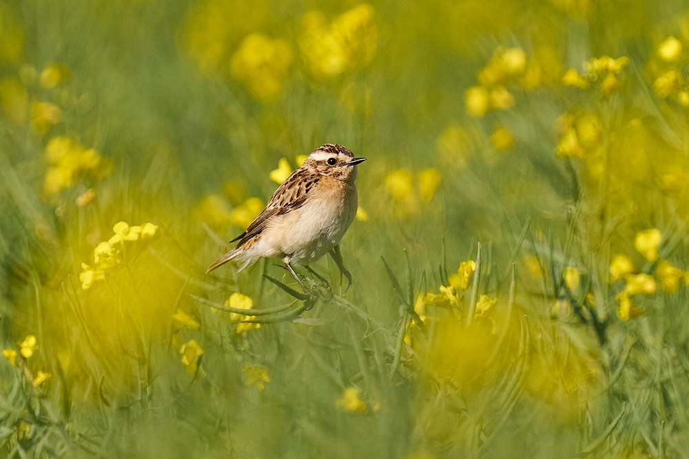 Фотографія Я тебе бачу... / Михайло Морокін / photographers.ua