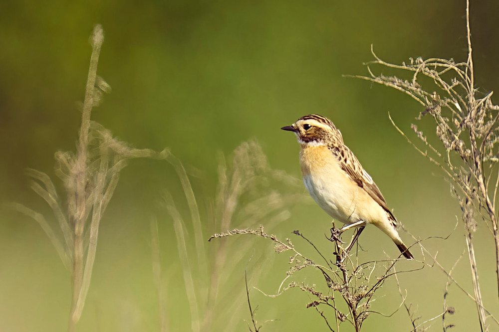 Фотографія Животные / Михайло Морокін / photographers.ua