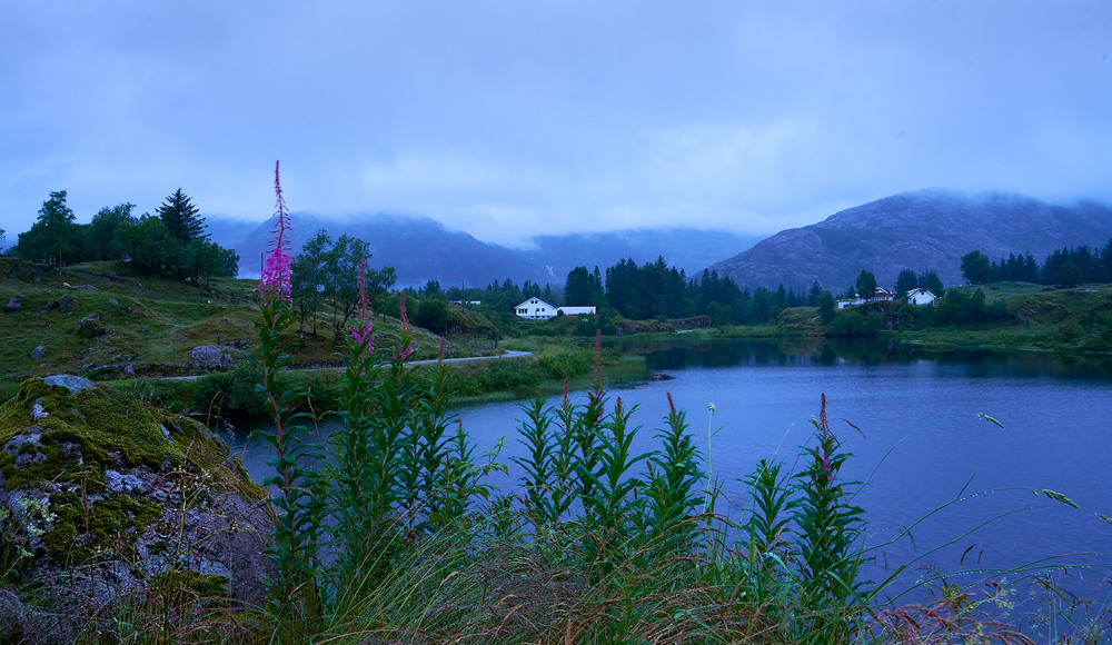 Фотографія Цвіте Іван чай / Михайло Морокін / photographers.ua