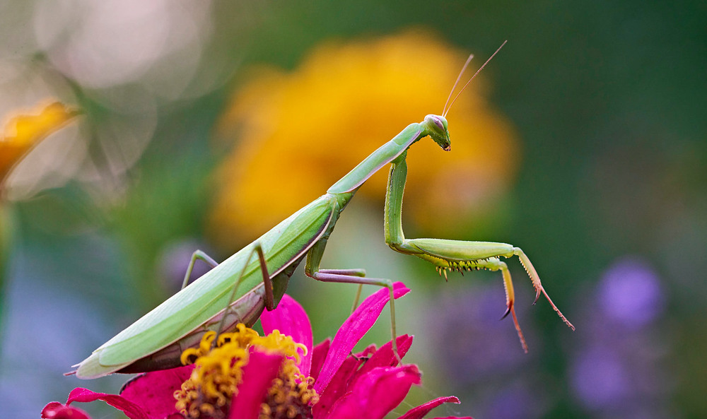 Фотографія Макро / Михайло Морокін / photographers.ua