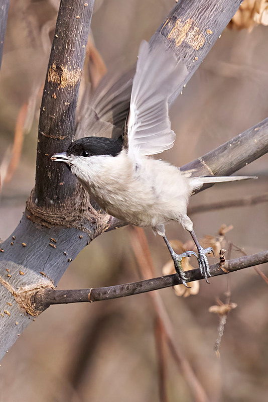 Фотографія Животные / Михайло Морокін / photographers.ua