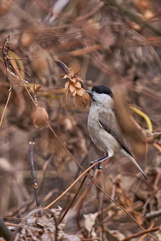 Фотографія Животные / Михайло Морокін / photographers.ua