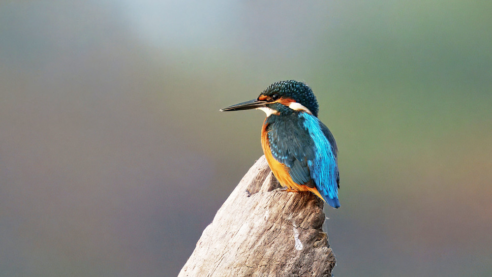 Фотографія Добрий ранок / Михайло Морокін / photographers.ua