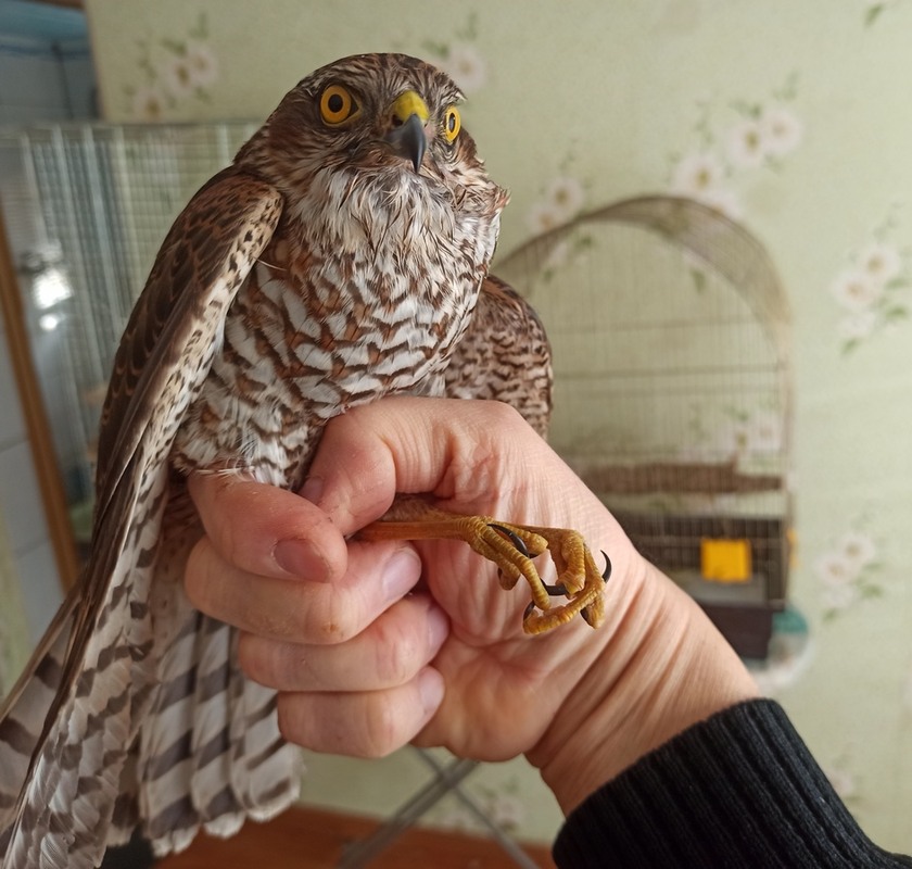 Фотографія "Вовчище". / Павло Філіпенков / photographers.ua
