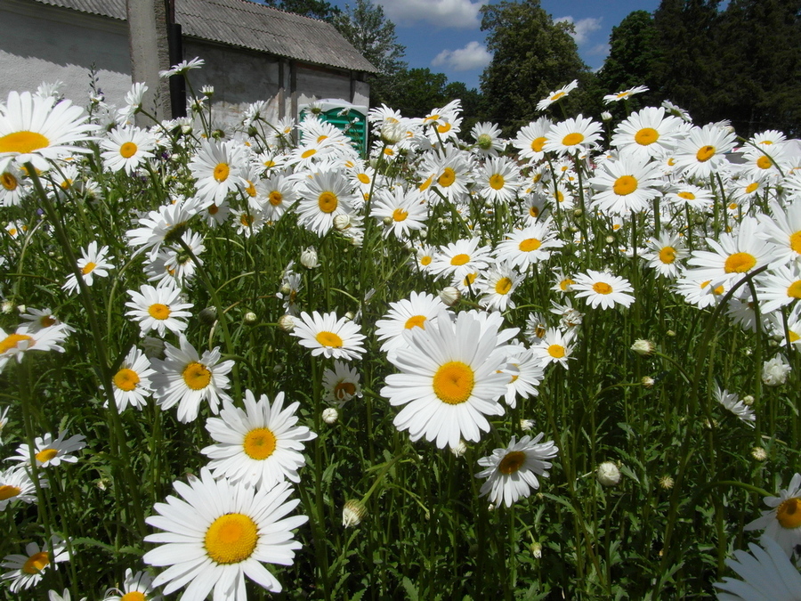 Фотографія Ромашки.. / Павло Філіпенков / photographers.ua