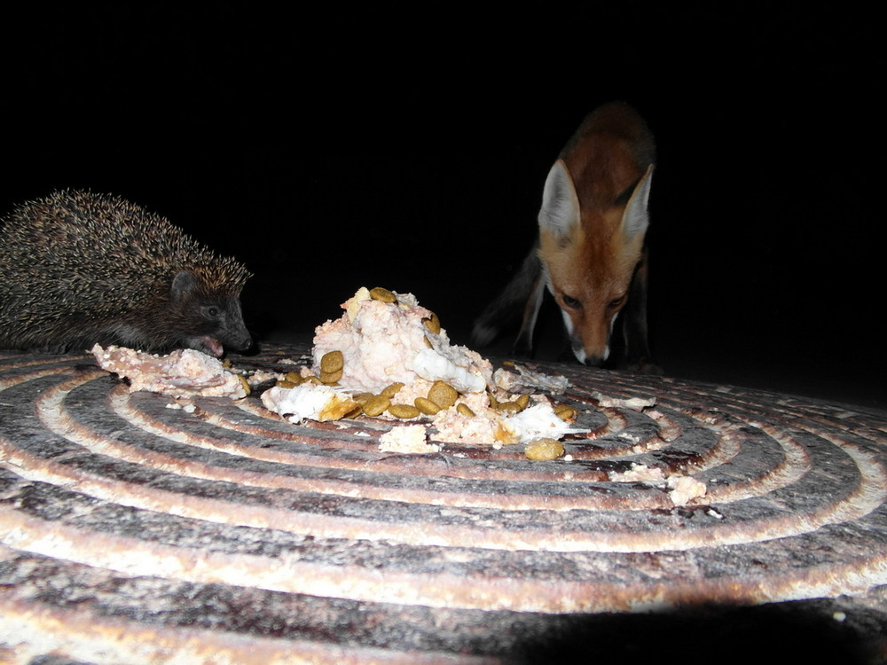 Фотографія Вечірнє "перемир'я.." / Павло Філіпенков / photographers.ua