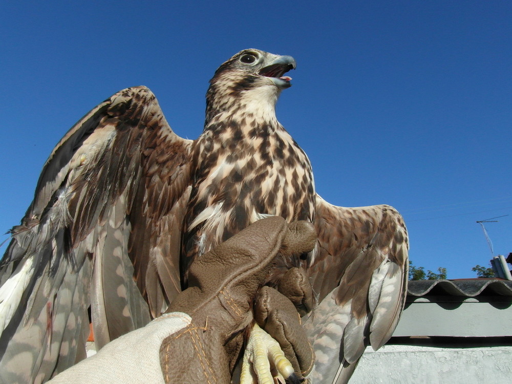 Фотографія Зов неба.. / Павло Філіпенков / photographers.ua