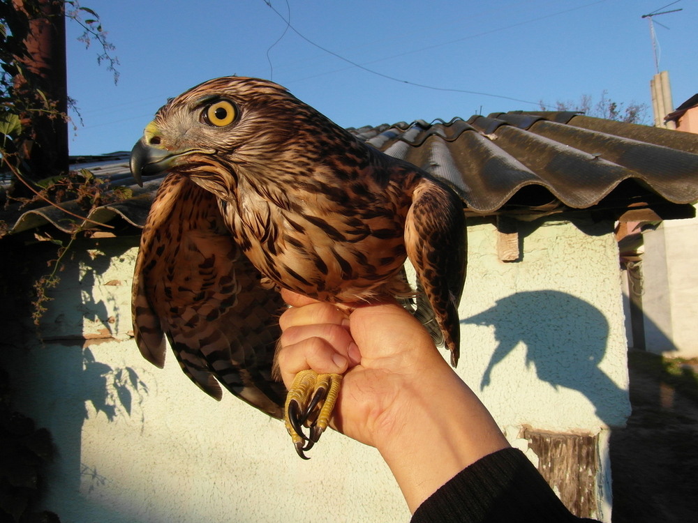 Фотографія Під ранковим сонечком... / Павло Філіпенков / photographers.ua