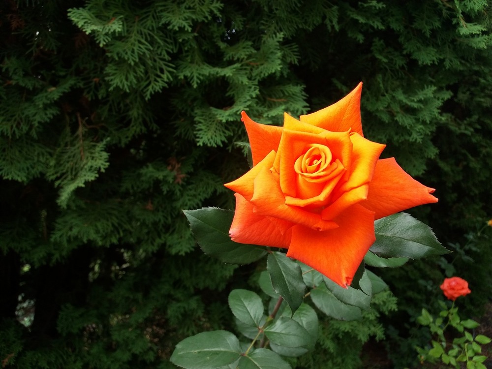 Фотографія "Зірочка".. / Павло Філіпенков / photographers.ua