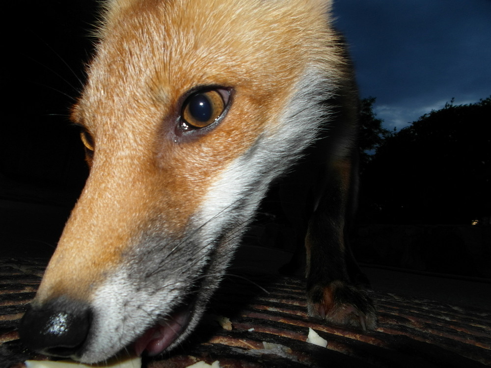 Фотографія Вечірній гість із лісу,це лис "Тарас". / Павло Філіпенков / photographers.ua