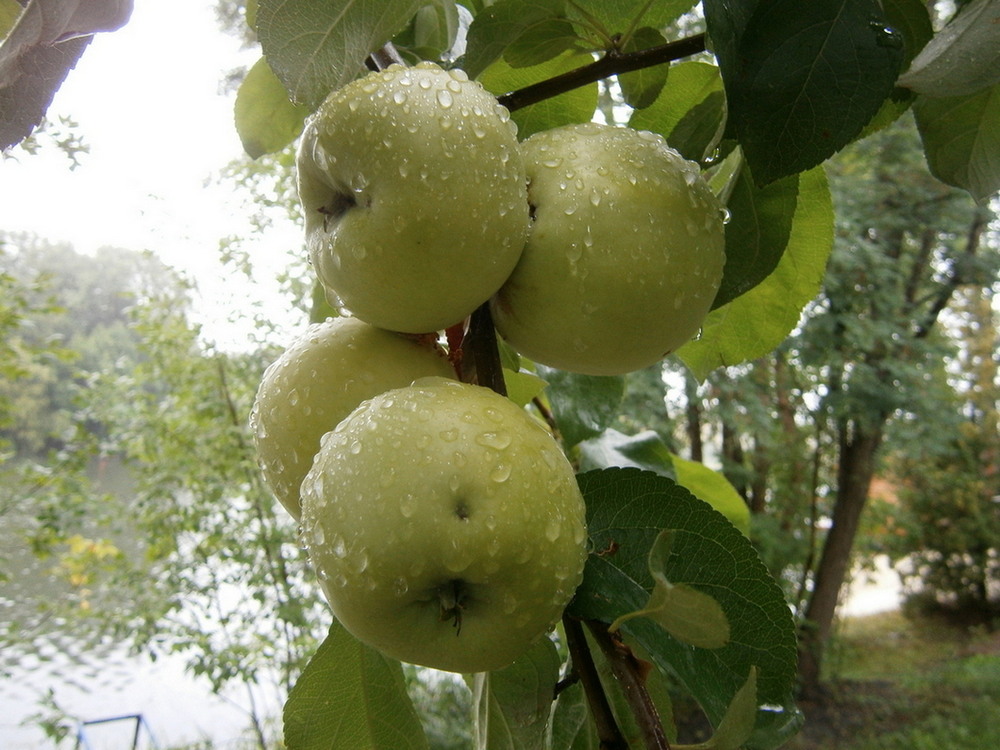 Фотографія Наливні із мого саду. / Павло Філіпенков / photographers.ua