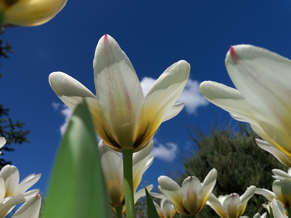 Фотографія Весняні квіти. / Павло Філіпенков / photographers.ua