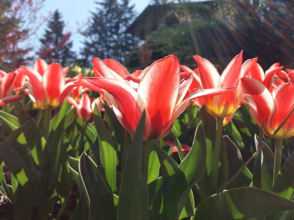 Фотографія "Сонячні квіти".. / Павло Філіпенков / photographers.ua