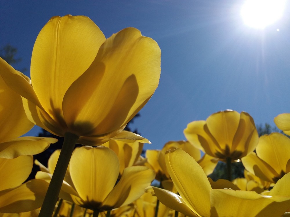 Фотографія Сонячні квіти. / Павло Філіпенков / photographers.ua