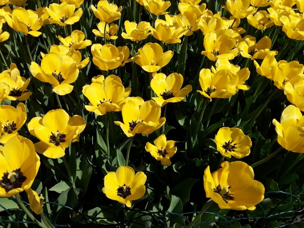 Фотографія Ранкове пробудження тюльпанів. / Павло Філіпенков / photographers.ua