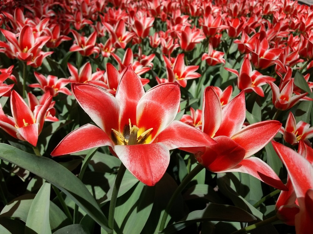 Фотографія Весна.. / Павло Філіпенков / photographers.ua