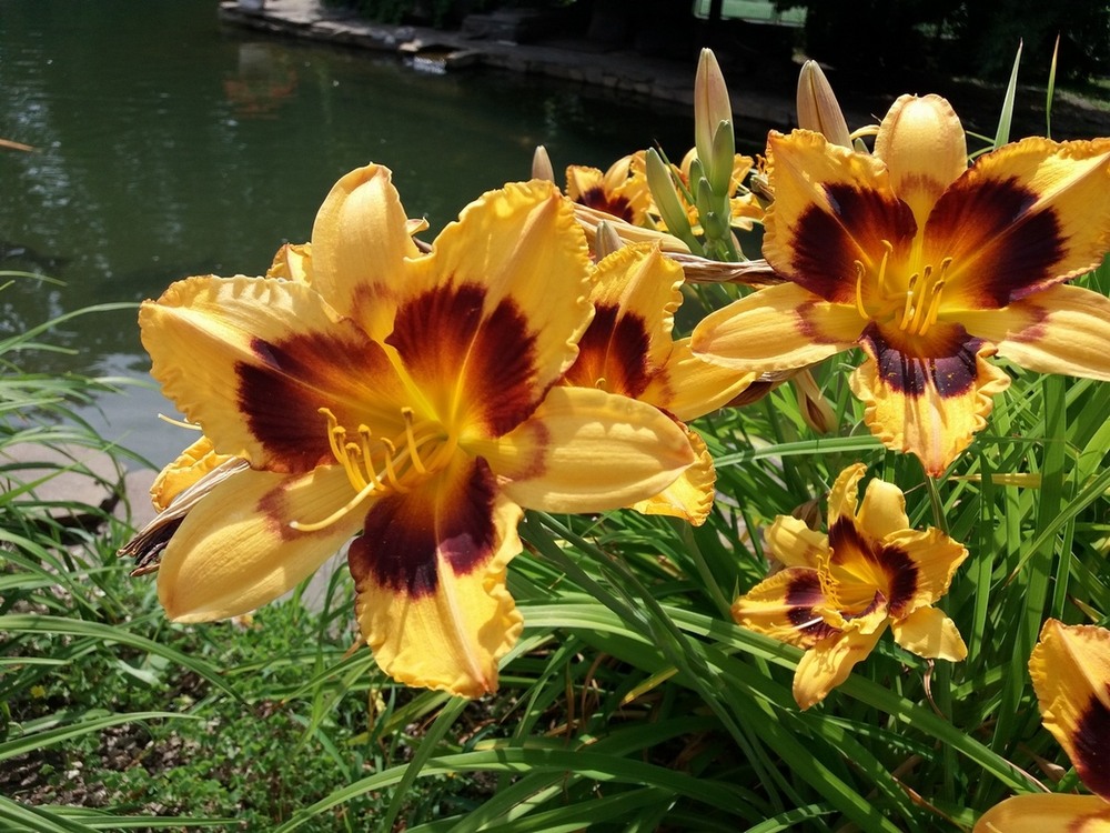 Фотографія Лілейники. / Павло Філіпенков / photographers.ua