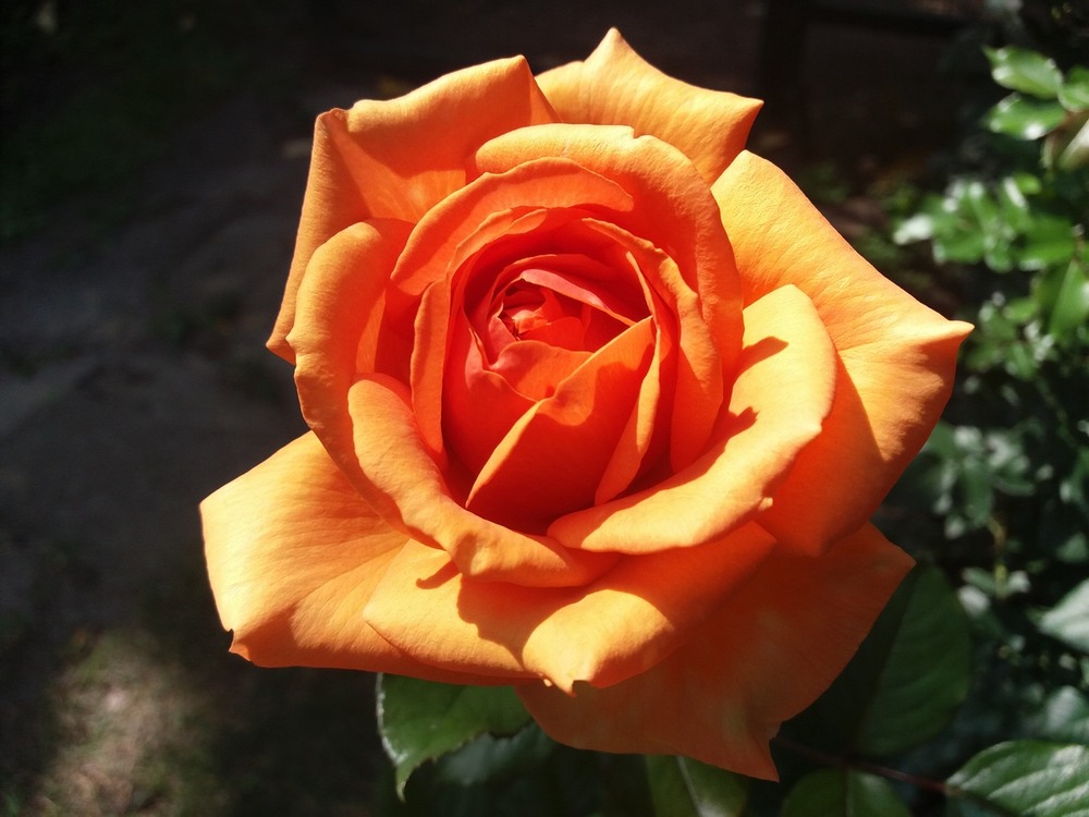 Фотографія Вечірня троянда. / Павло Філіпенков / photographers.ua